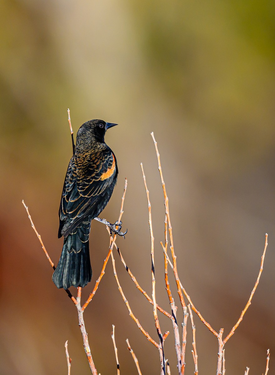 Red-winged Blackbird - ML644651956
