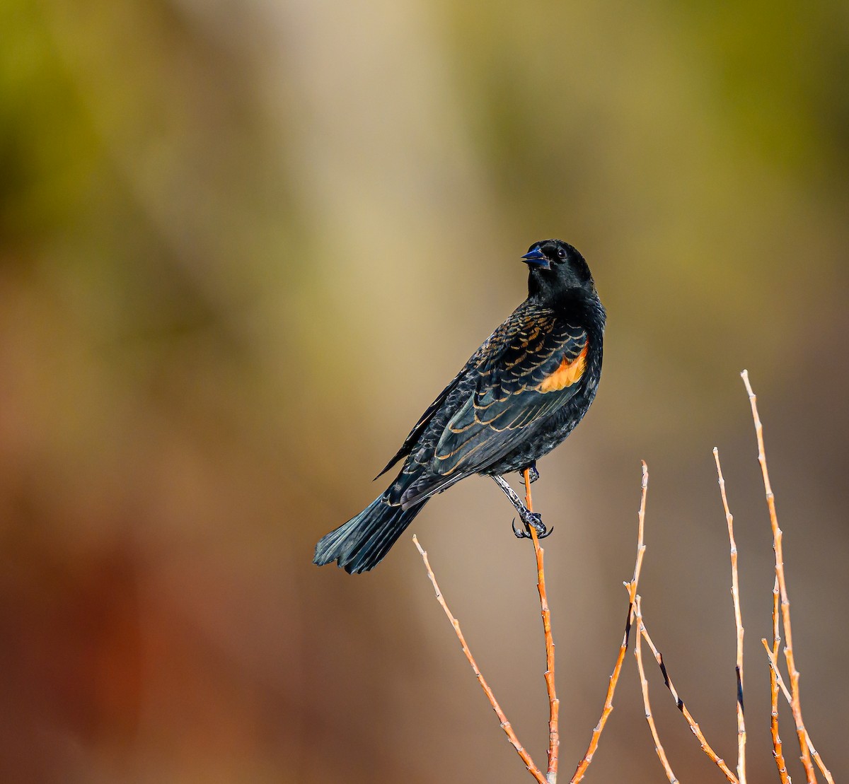 Red-winged Blackbird - ML644651957