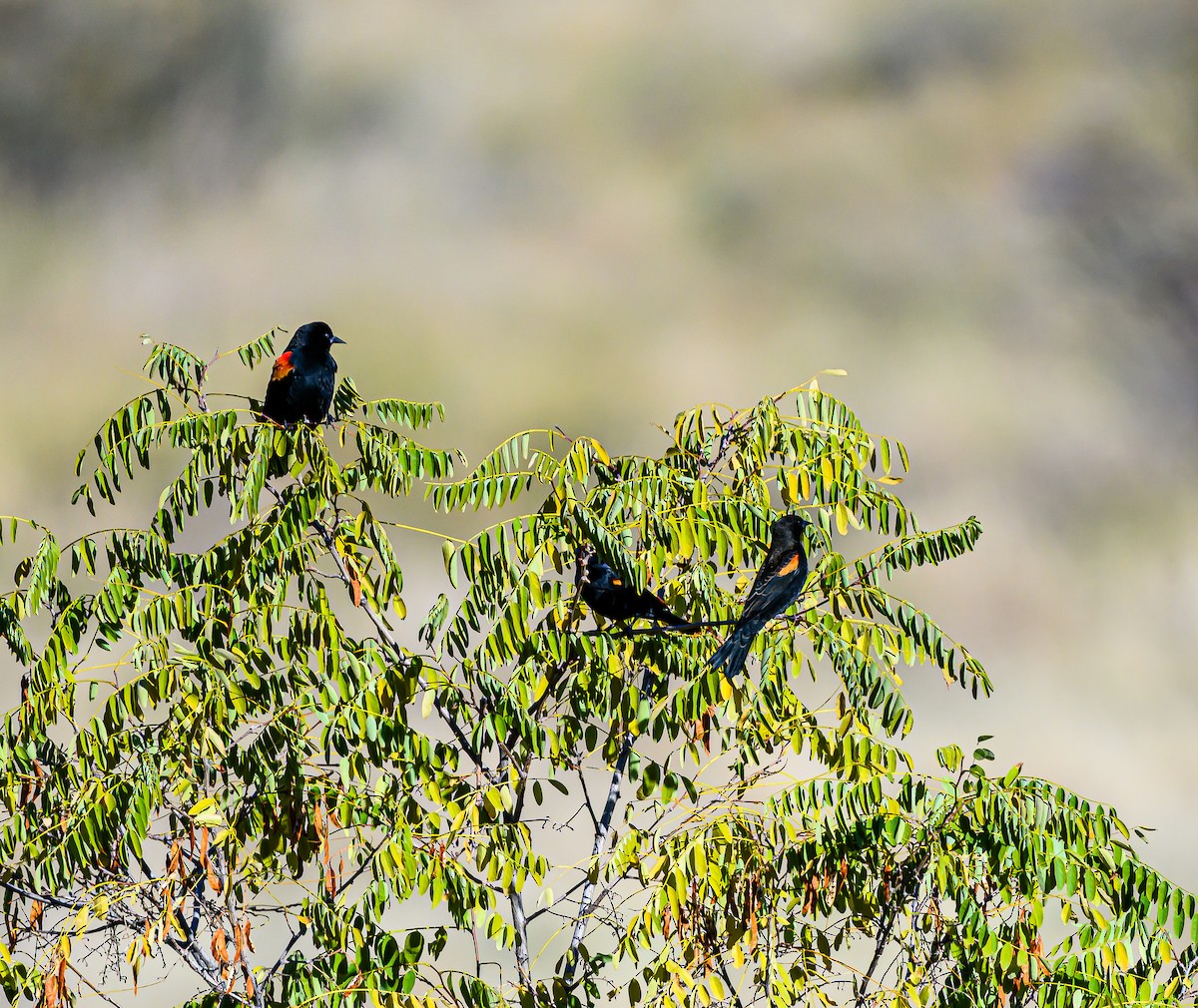 Red-winged Blackbird - ML644651958