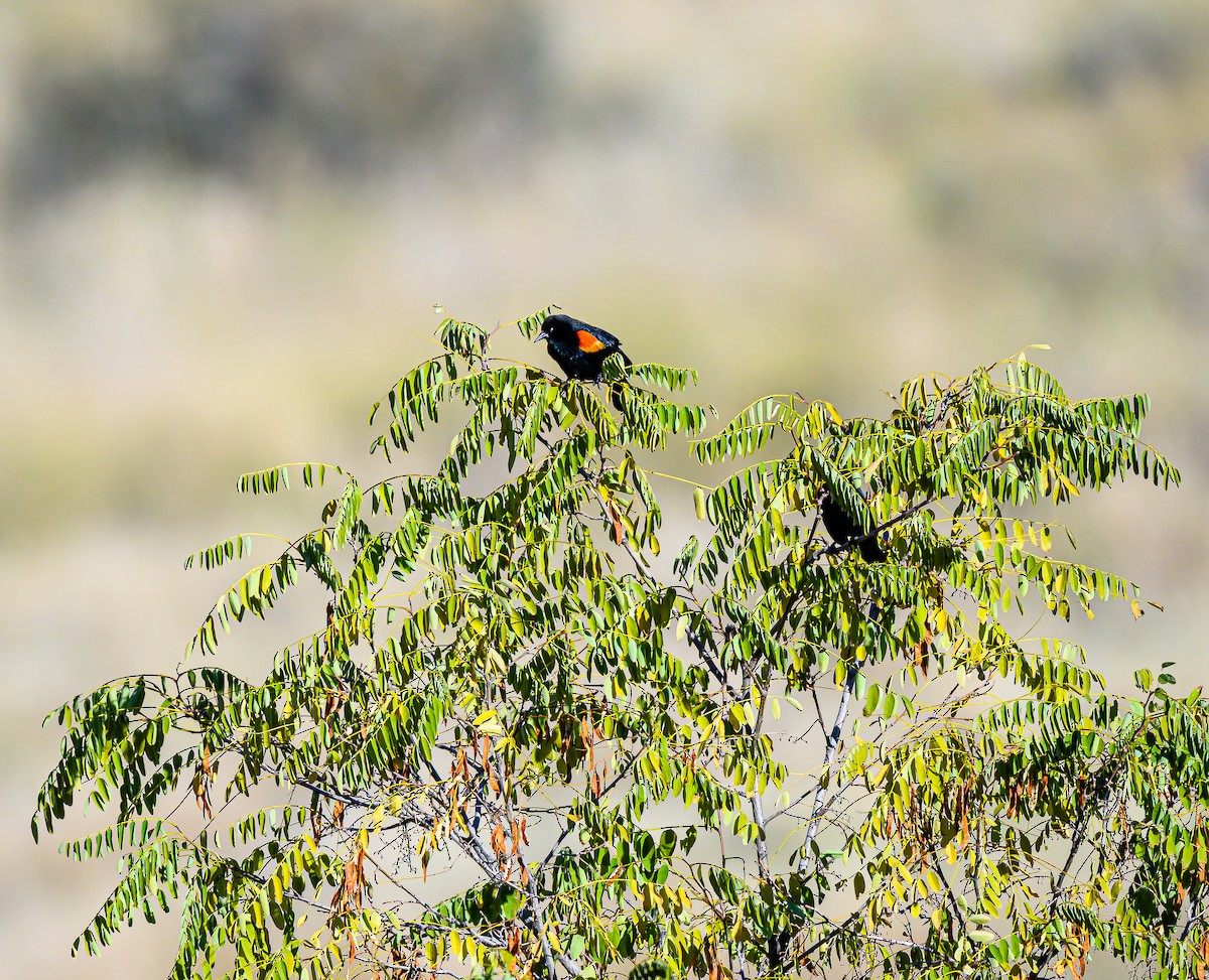 Red-winged Blackbird - ML644651960