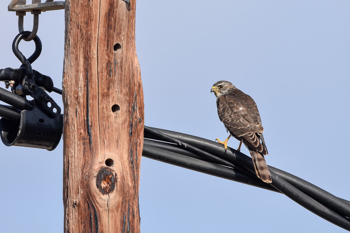 Levant Sparrowhawk - ML644651961