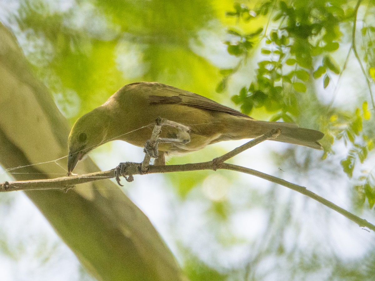 Palm Tanager - ML644651965