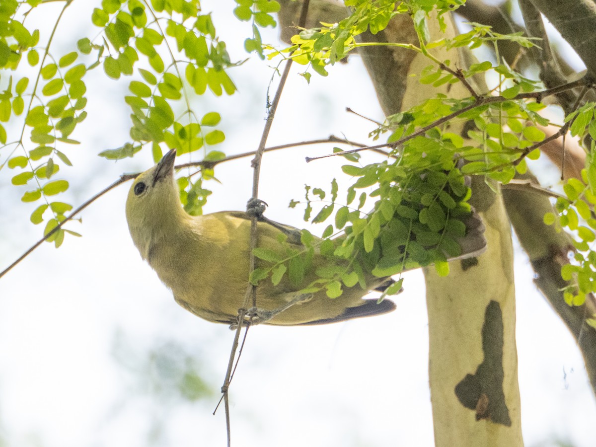 Palm Tanager - ML644651966