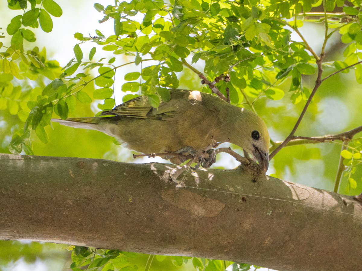 Palm Tanager - ML644651967