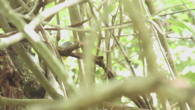 Fan-tailed Warbler - ML644651970