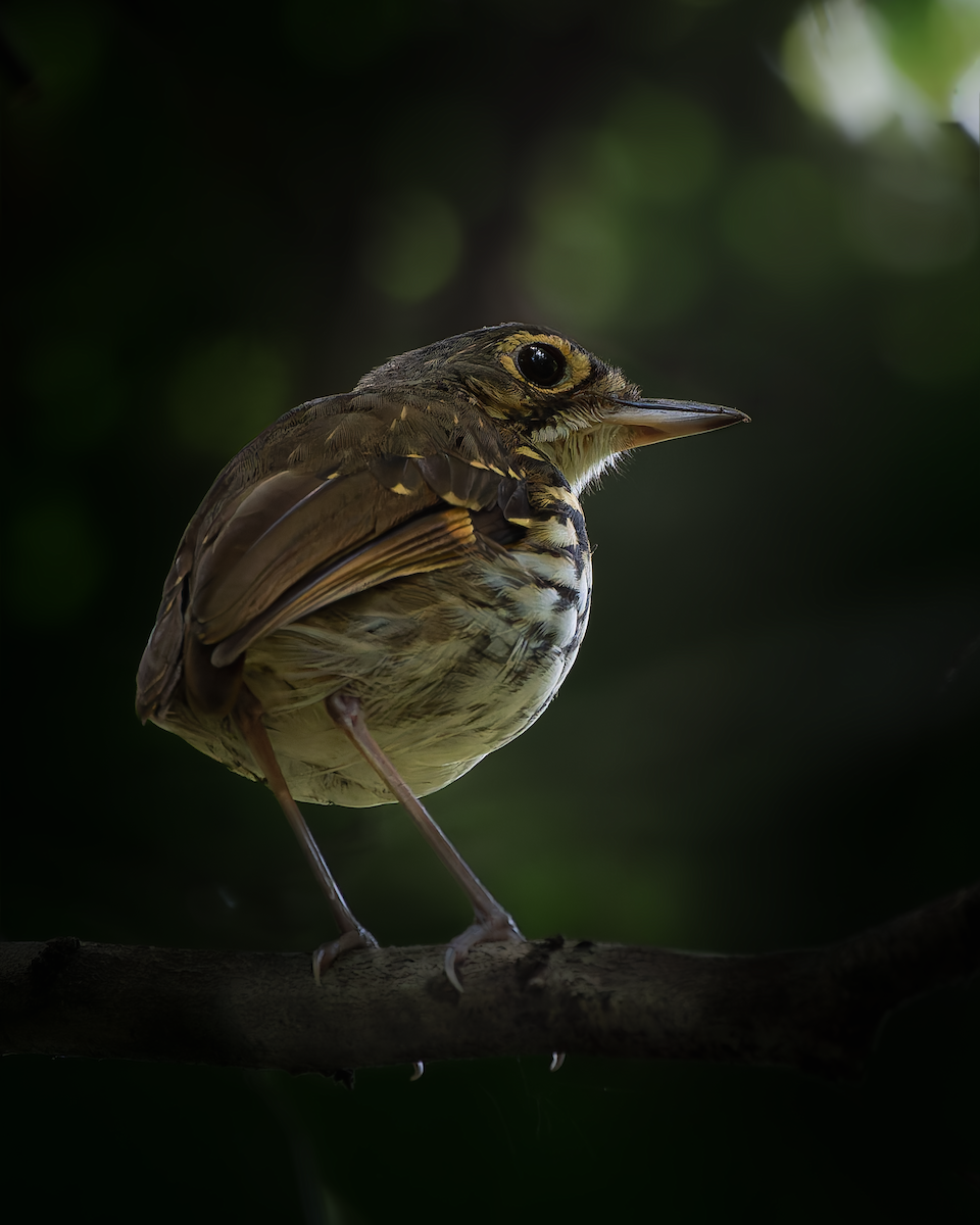 Streak-chested Antpitta - ML644651976