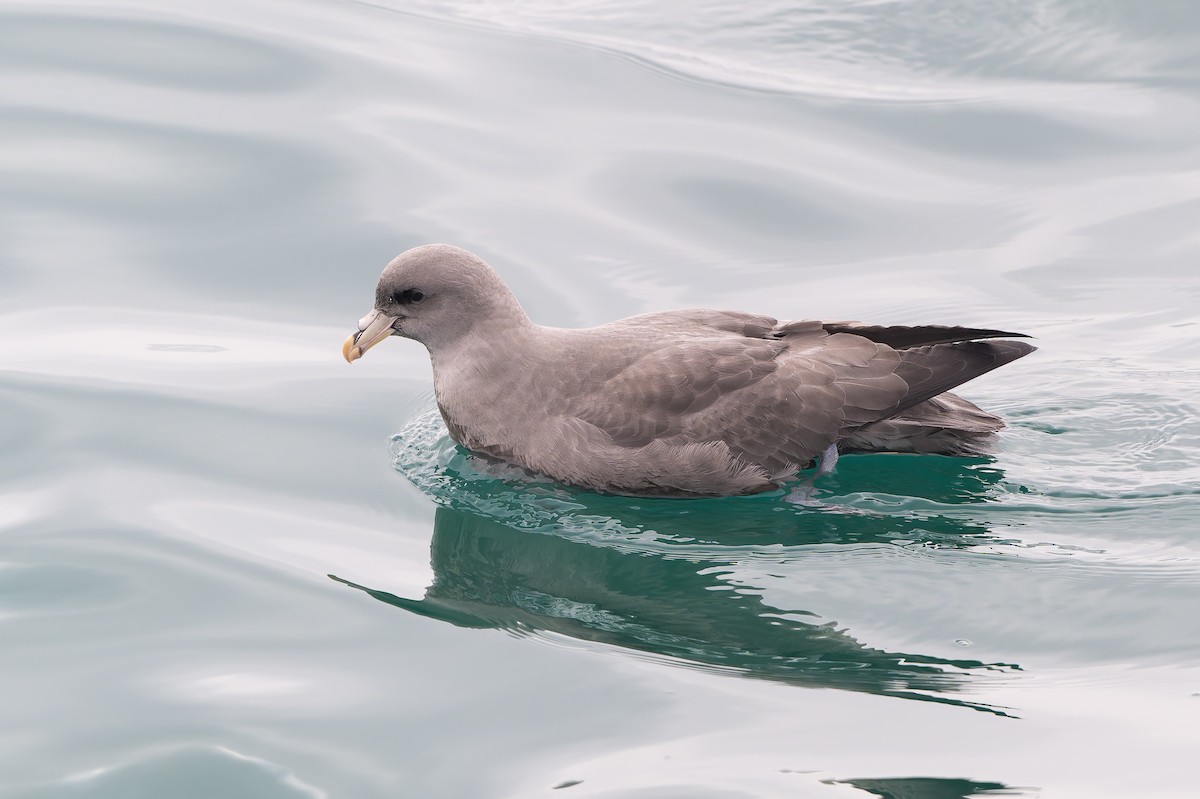 暴風鸌 - ML644651978