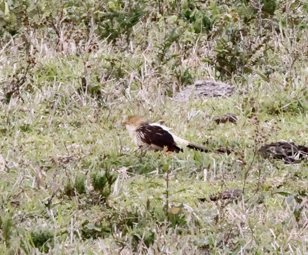 Guira Cuckoo - ML644651982