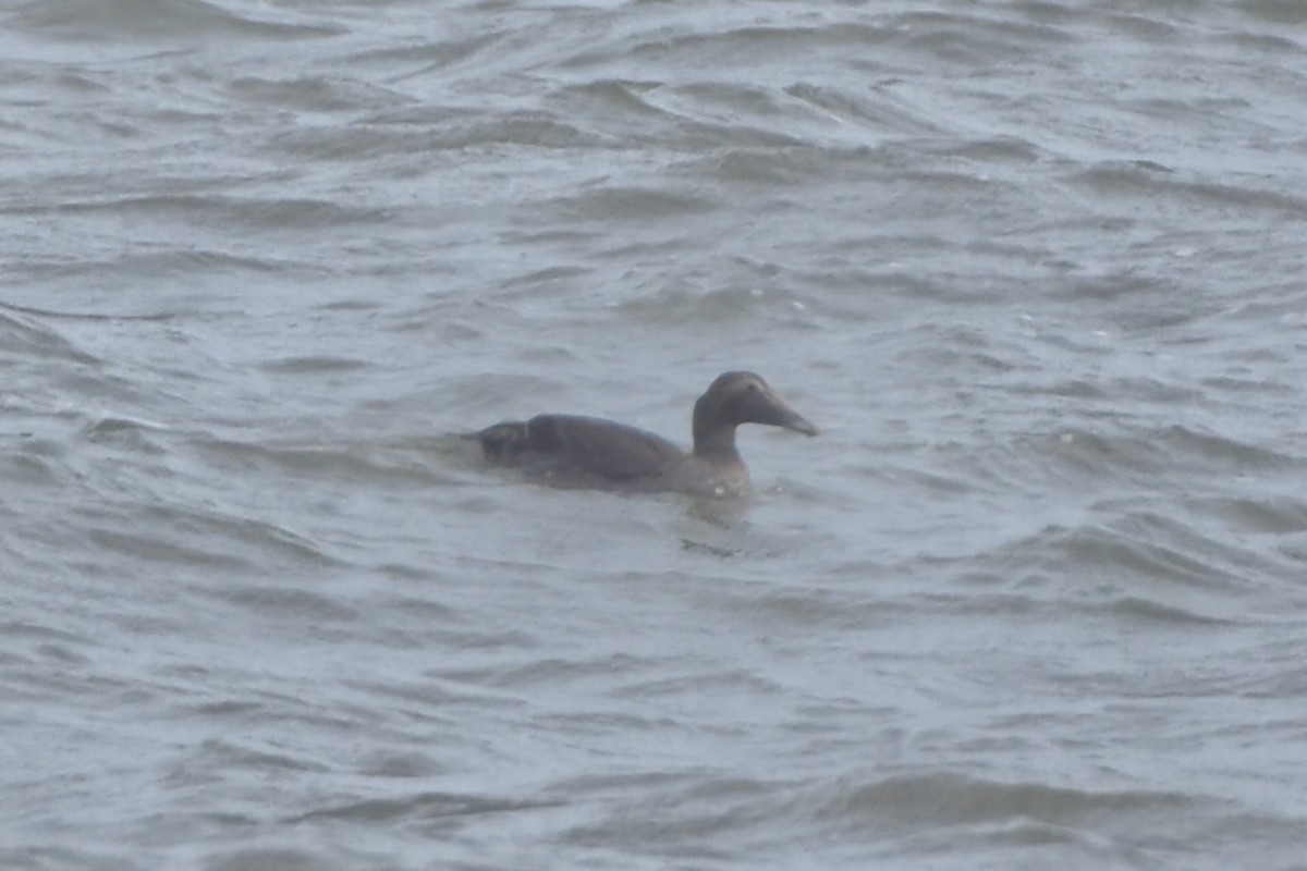 Пухівка зеленошия - ML644651984