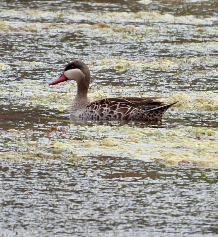 Ahate mokogorria - ML644651985