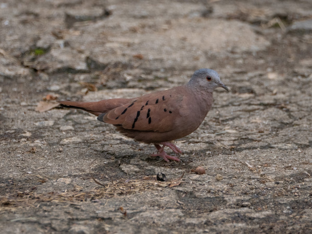 Ruddy Ground Dove - ML644651986
