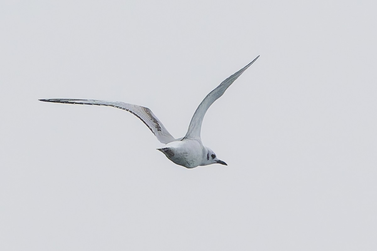 Bonaparte antxeta - ML644651988