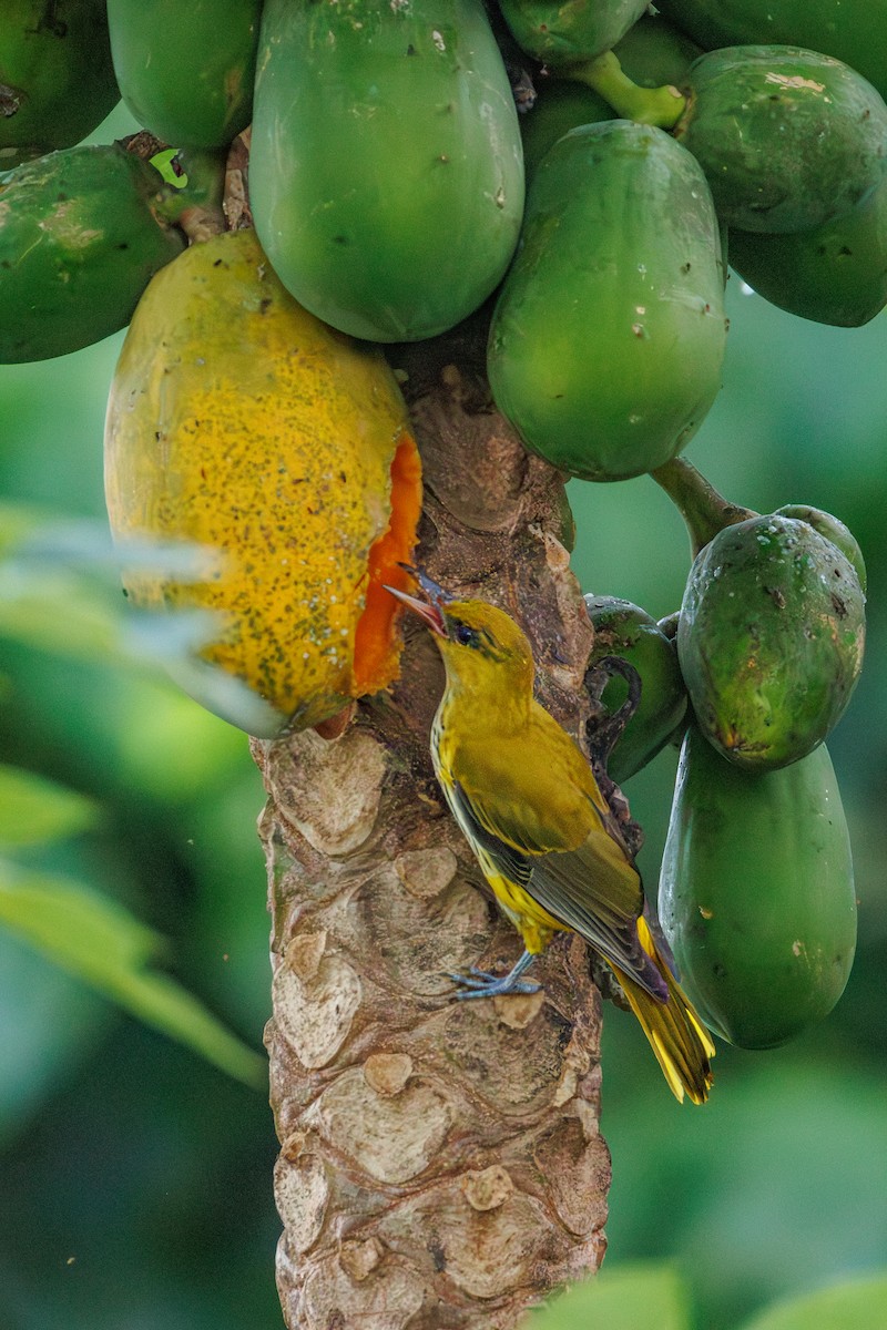 Black-naped Oriole - ML644651992