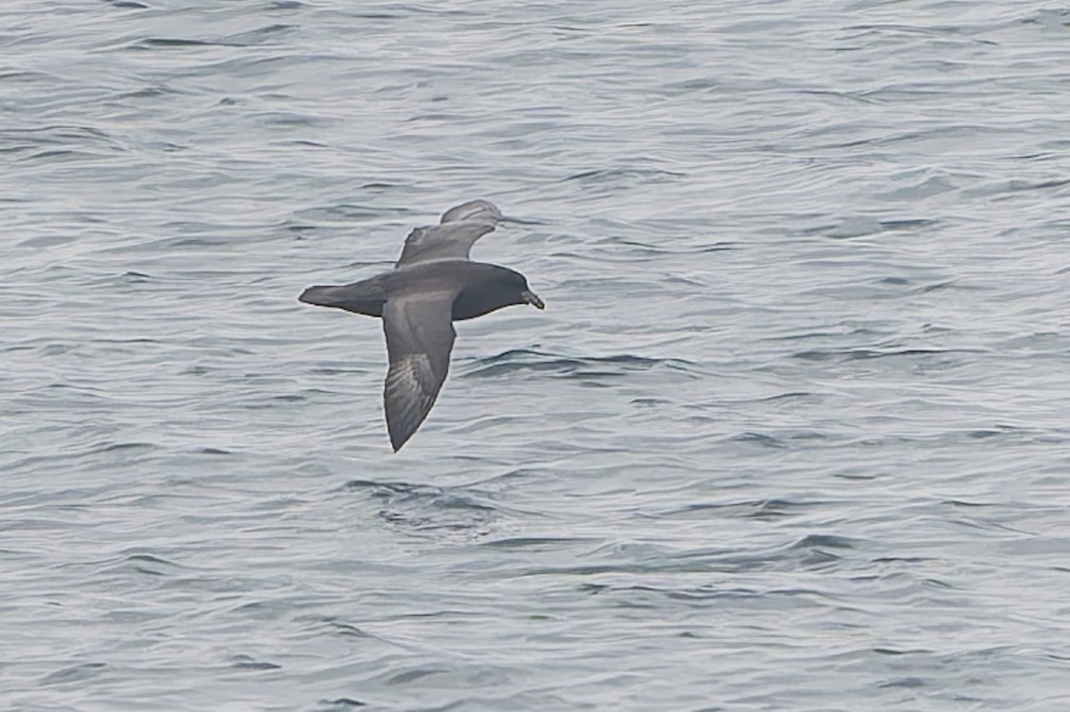Fulmar boreala - ML644651993