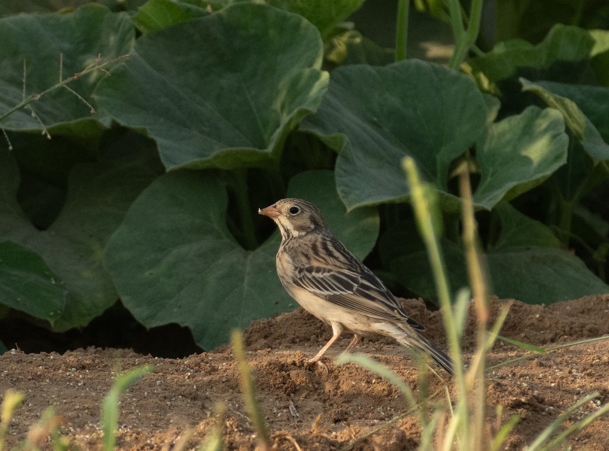 Berdantza miarritza - ML644651997