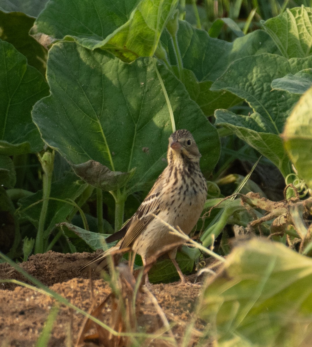 Berdantza miarritza - ML644651998