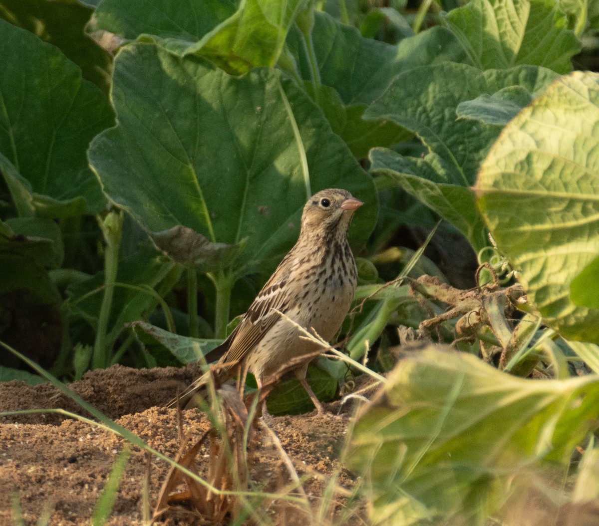 Berdantza miarritza - ML644651999