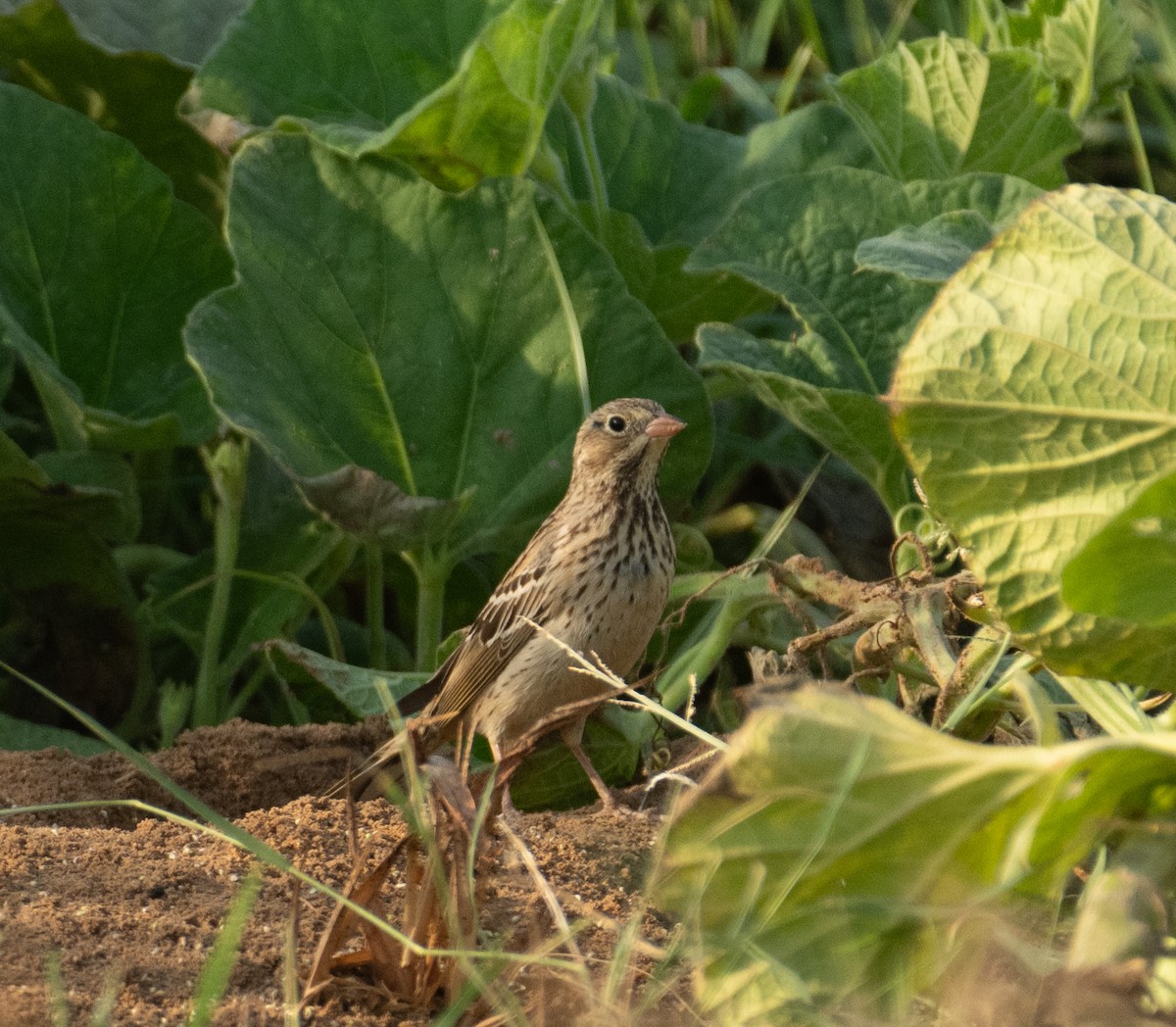 Berdantza miarritza - ML644652000