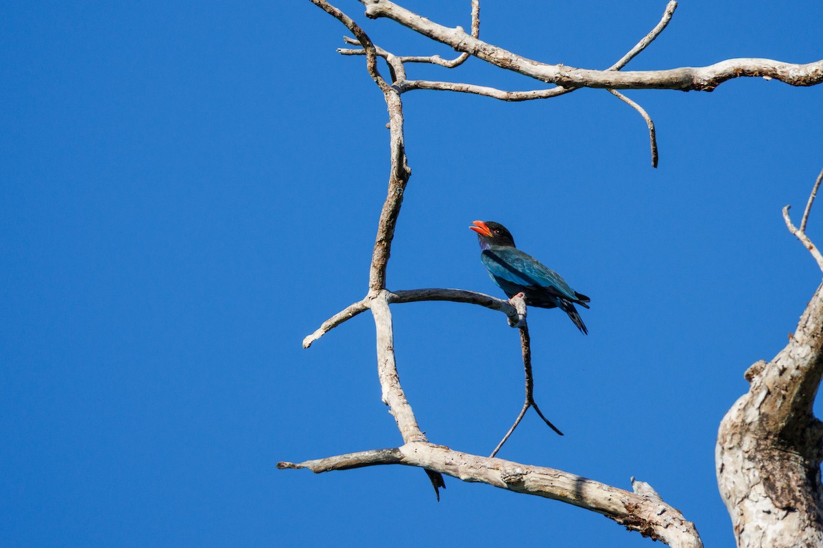 Dollarbird - ML644652003