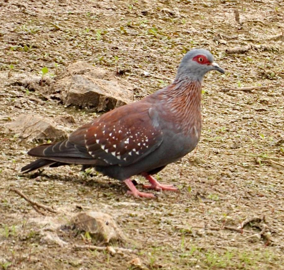 Uso ginearra - ML644652004