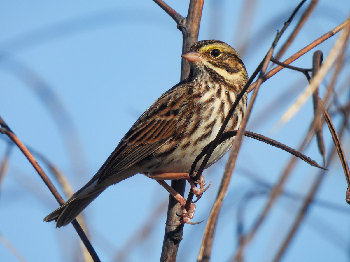 Savannah Sparrow - ML644652005