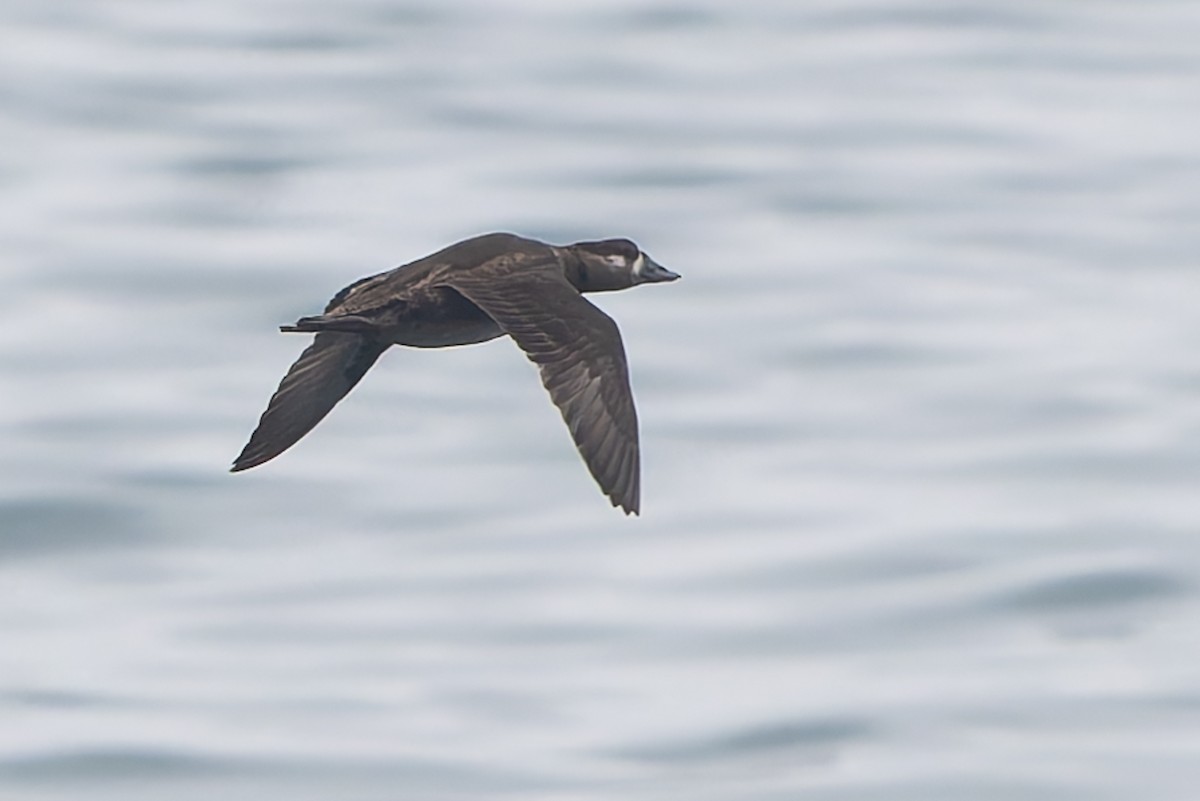 Ahatebeltz kopetazuria - ML644652009