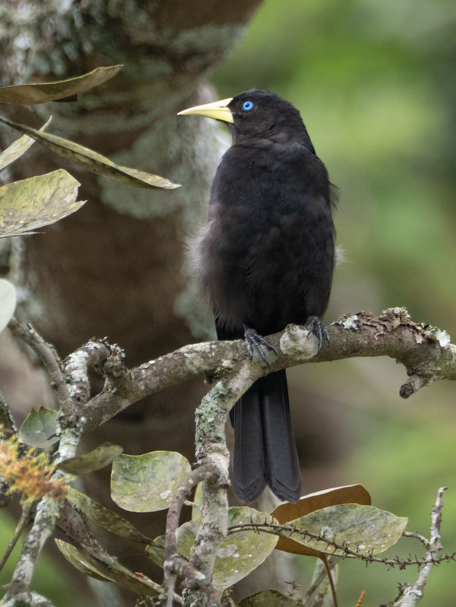 Red-rumped Cacique - ML644652010
