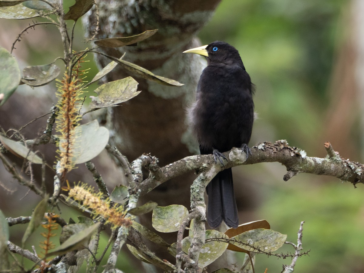 Red-rumped Cacique - ML644652011
