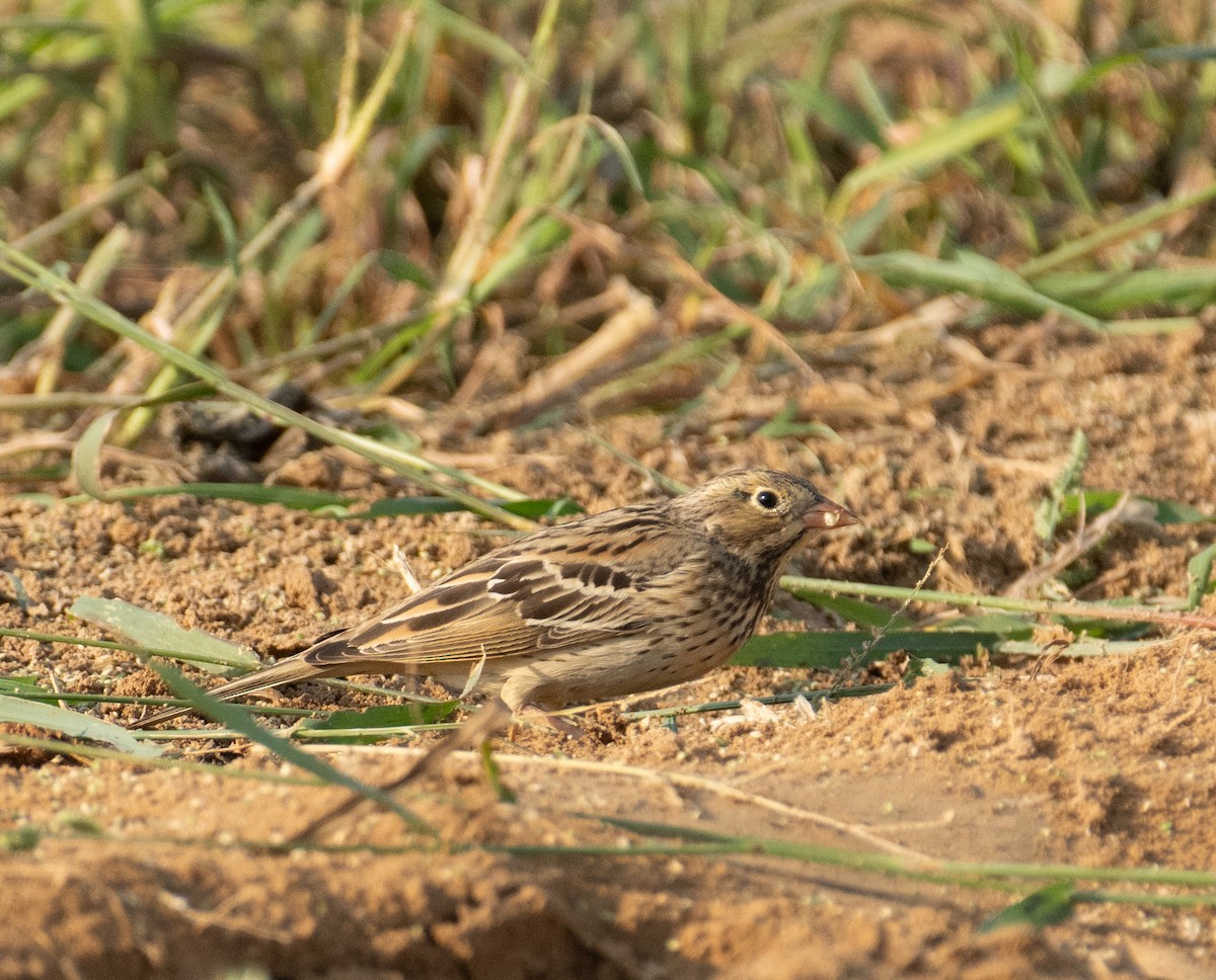 Berdantza miarritza - ML644652012