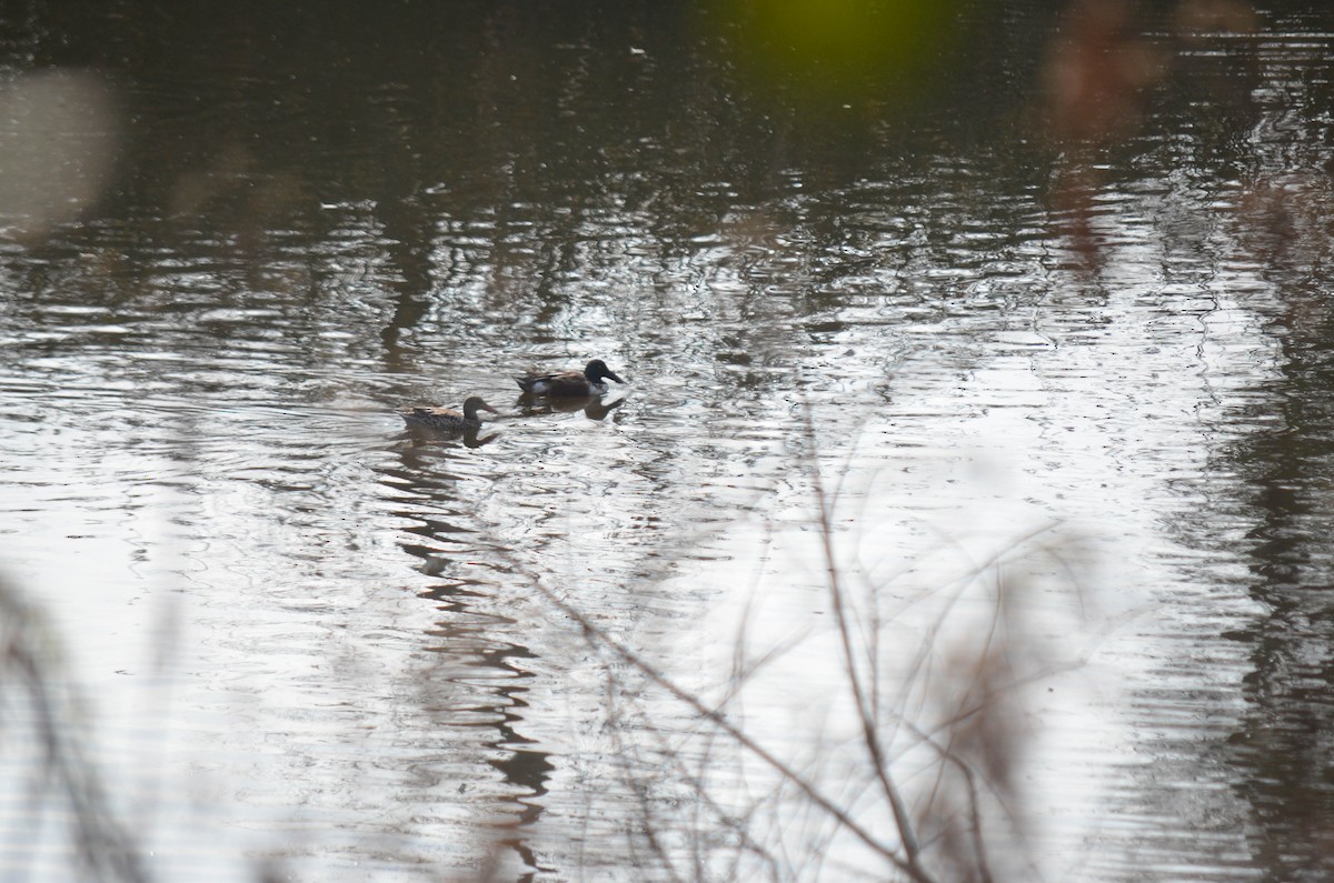 Ahate mokozabal zuria - ML644652014