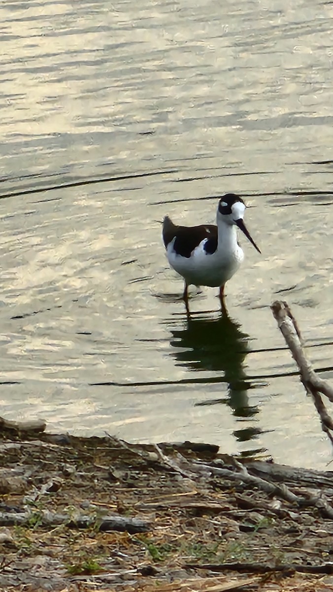 Zankaluze kaskabeltza - ML644652015