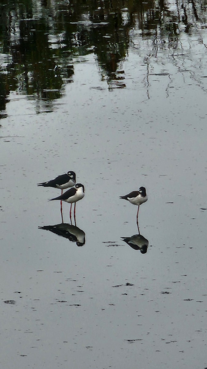 Zankaluze kaskabeltza - ML644652016