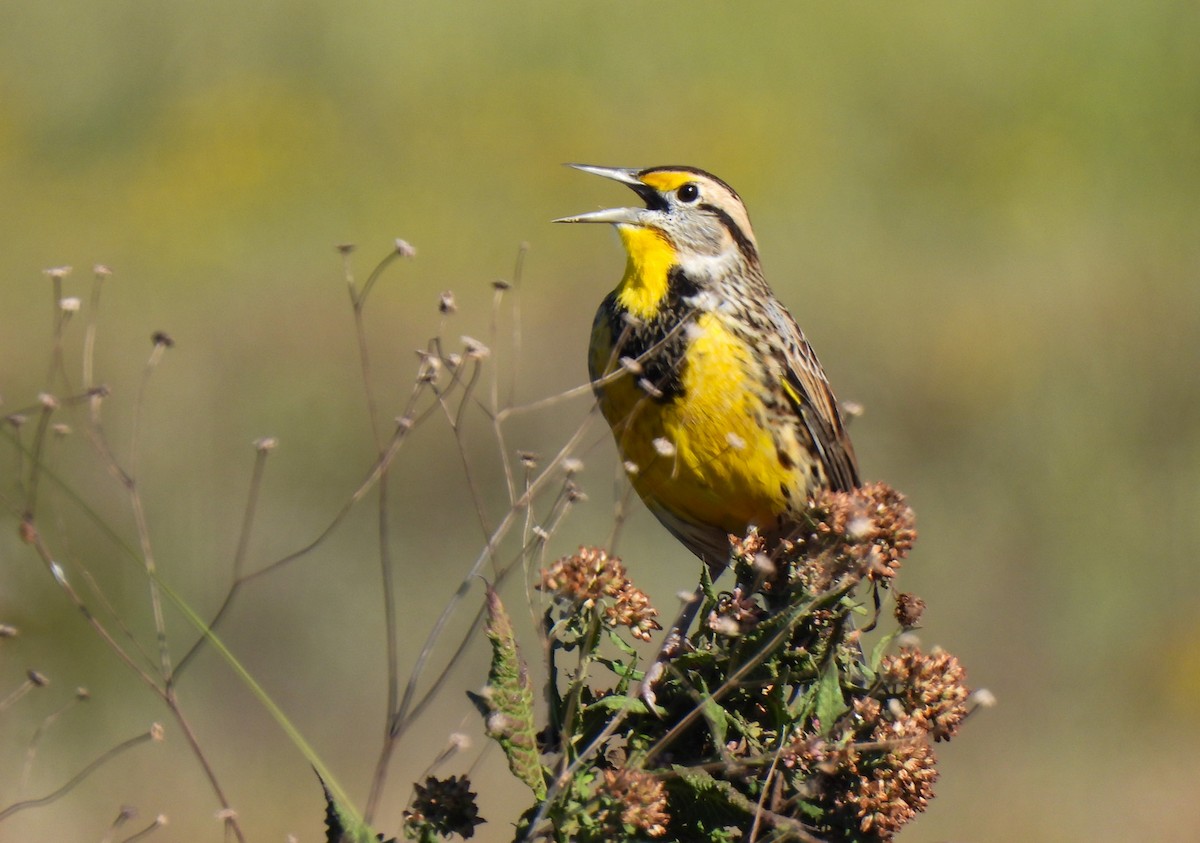 Eastern Meadowlark - ML644652017