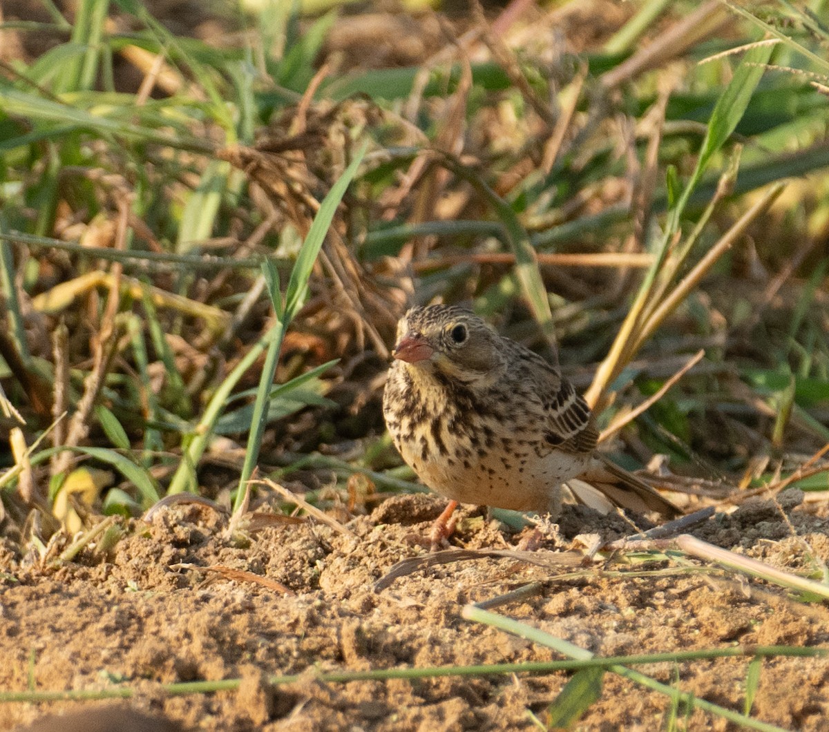 Berdantza miarritza - ML644652018