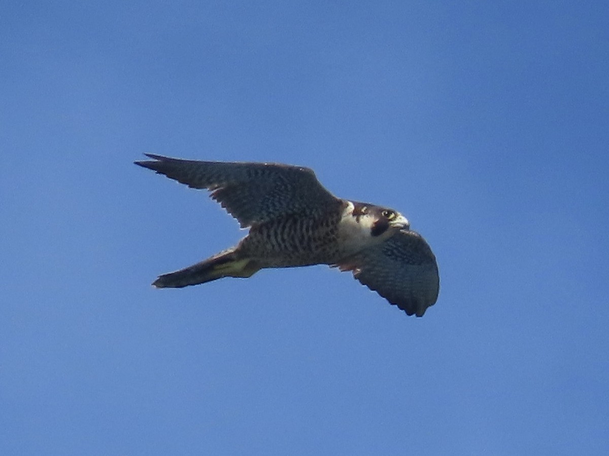 Belatz handia - ML644652019