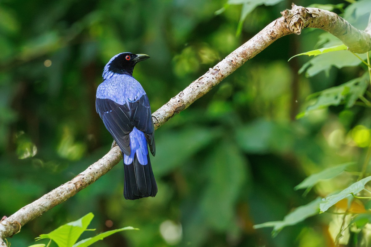 Asian Fairy-bluebird - ML644652021