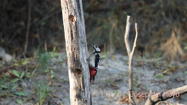 アカゲラ - ML644652022