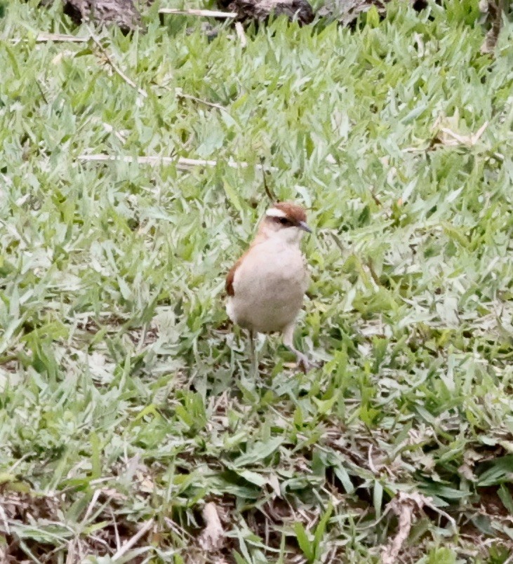 Wing-banded Hornero - ML644652025