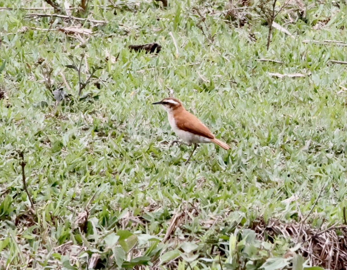 Wing-banded Hornero - ML644652026