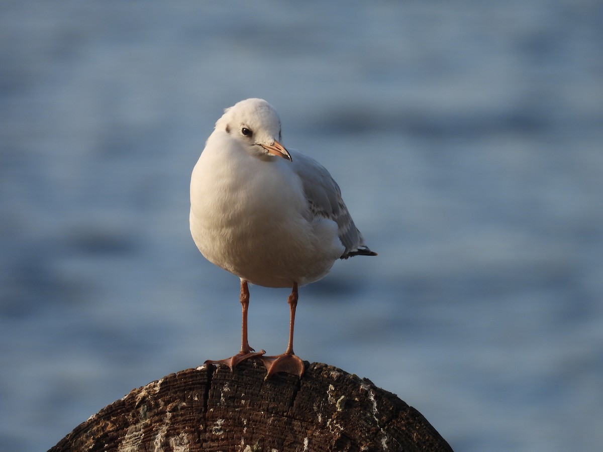 Gaviota Reidora - ML644652029
