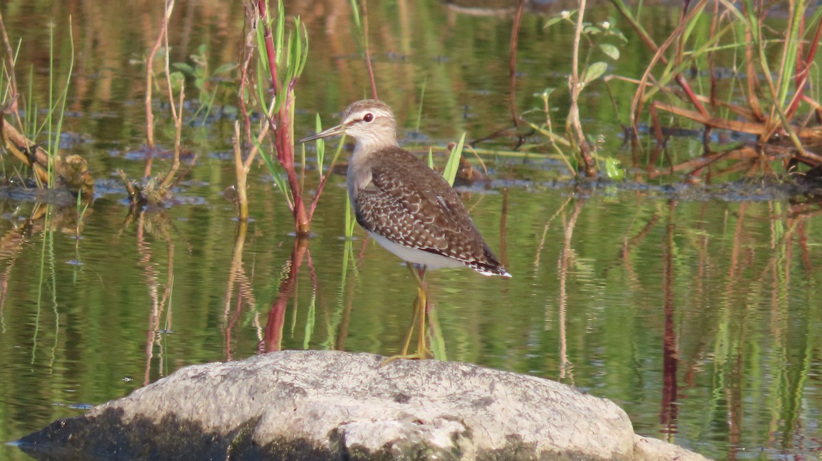 Kuliska pikarta - ML644652034