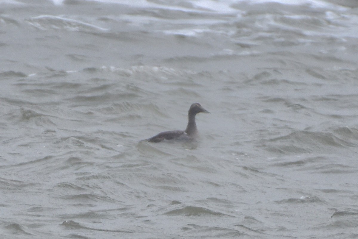 Пухівка зеленошия - ML644652037