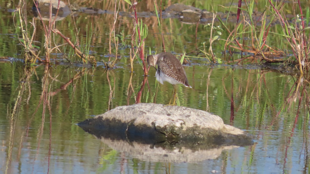 Kuliska pikarta - ML644652038