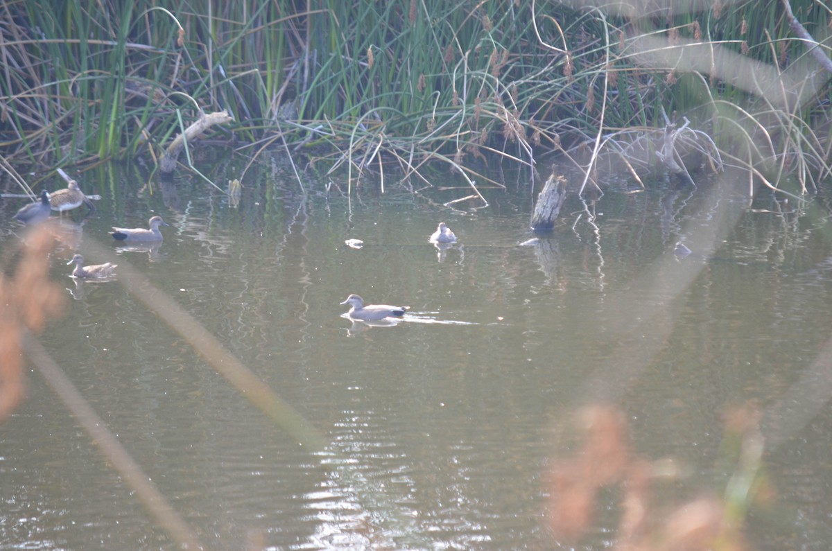 Gadwall - ML644652044