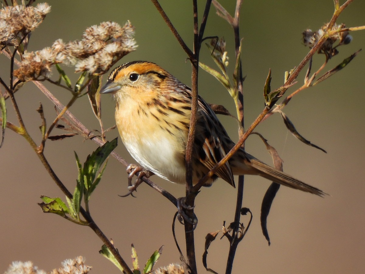 LeConte's Sparrow - ML644652046