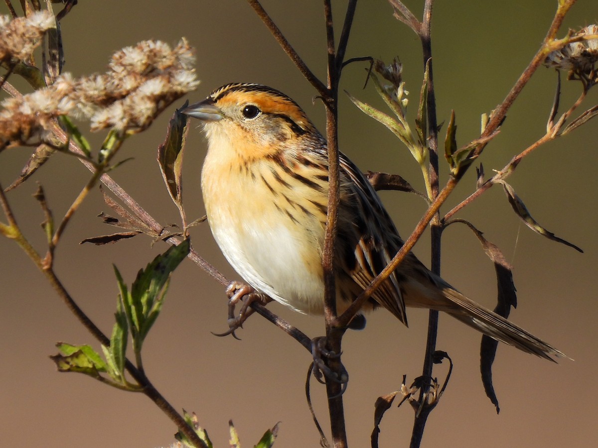 LeConte's Sparrow - ML644652047