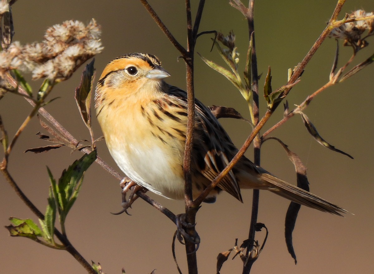 LeConte's Sparrow - ML644652048