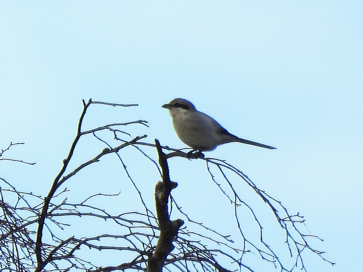 Great Gray Shrike - ML644652054