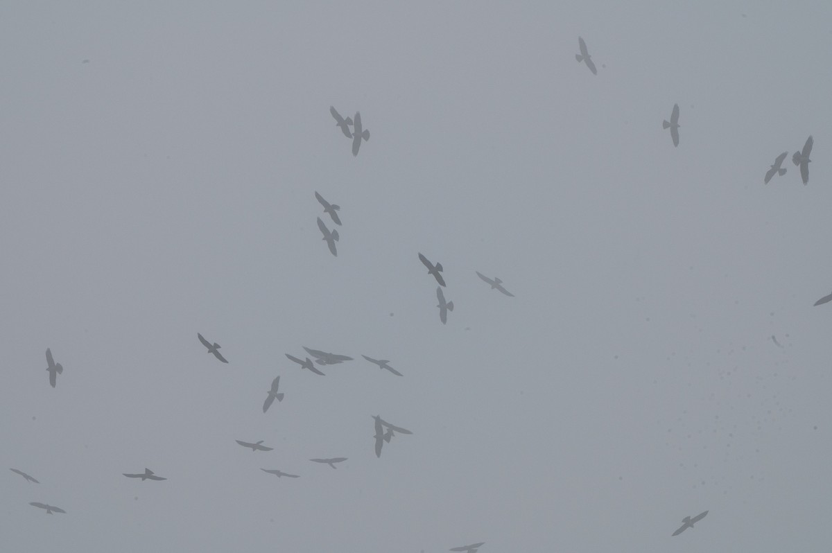 Mississippi Kite - ML644652056