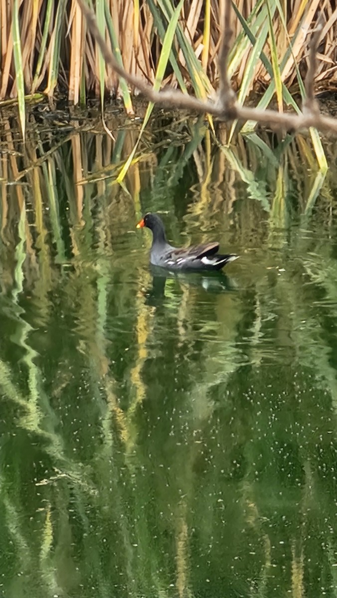 amerikasivhøne - ML644652063